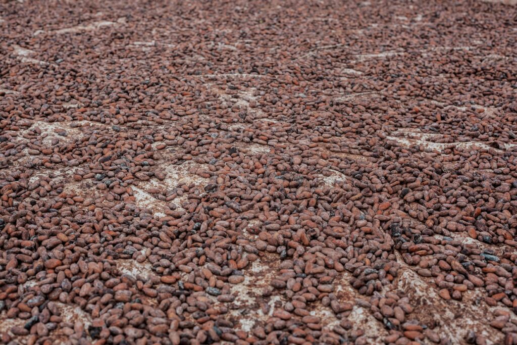 Cocoa beans drying outdoors in Ife, Nigeria, emphasizing natural food processing.